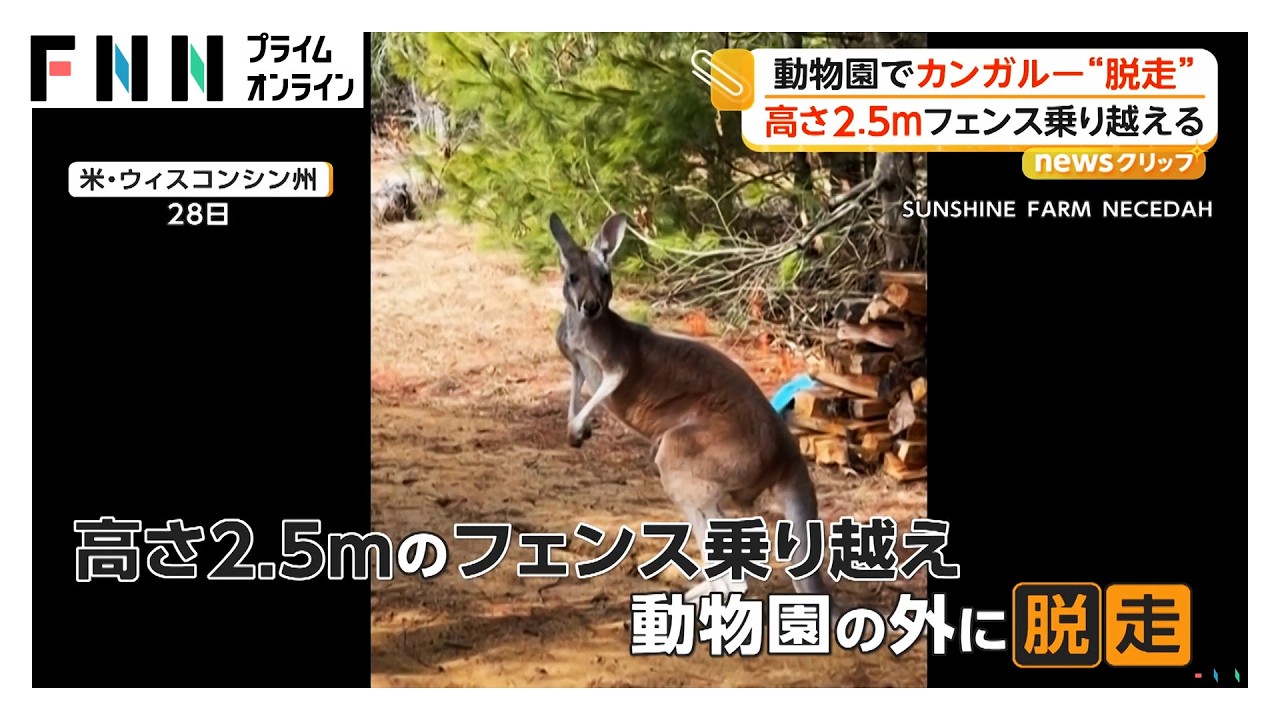 アメリカで脱走劇　植物をむさぼるゾウと3日間逃げ続けるカンガルー（2026年03月31日） img